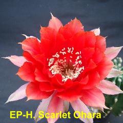 EP-H. Scarlet Ohara 4.1.jpg 